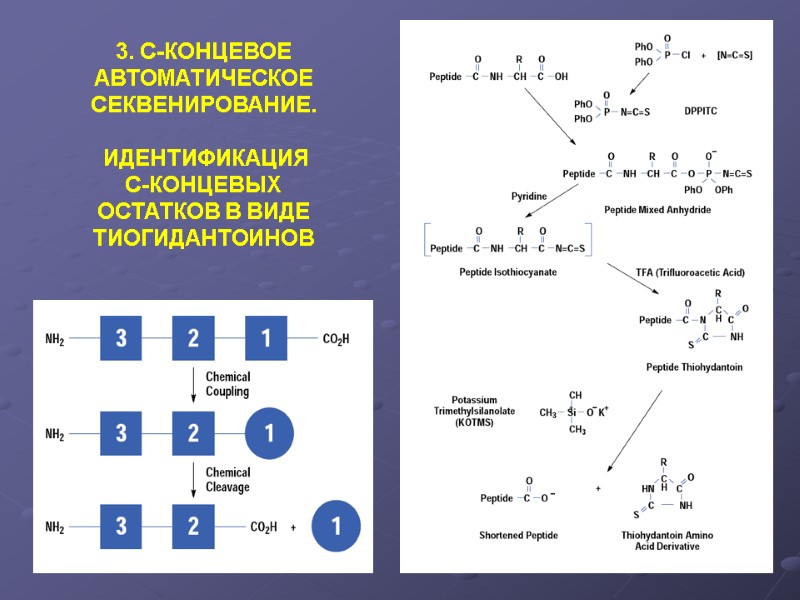 3. С-КОНЦЕВОЕ  АВТОМАТИЧЕСКОЕ  СЕКВЕНИРОВАНИЕ.     ИДЕНТИФИКАЦИЯ  С-КОНЦЕВЫХ ОСТАТКОВ